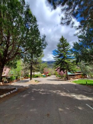 A paved road lined with tall green trees leads toward distant mountains under a partly cloudy sky, with buildings and blooming pink trees visible on the sides.