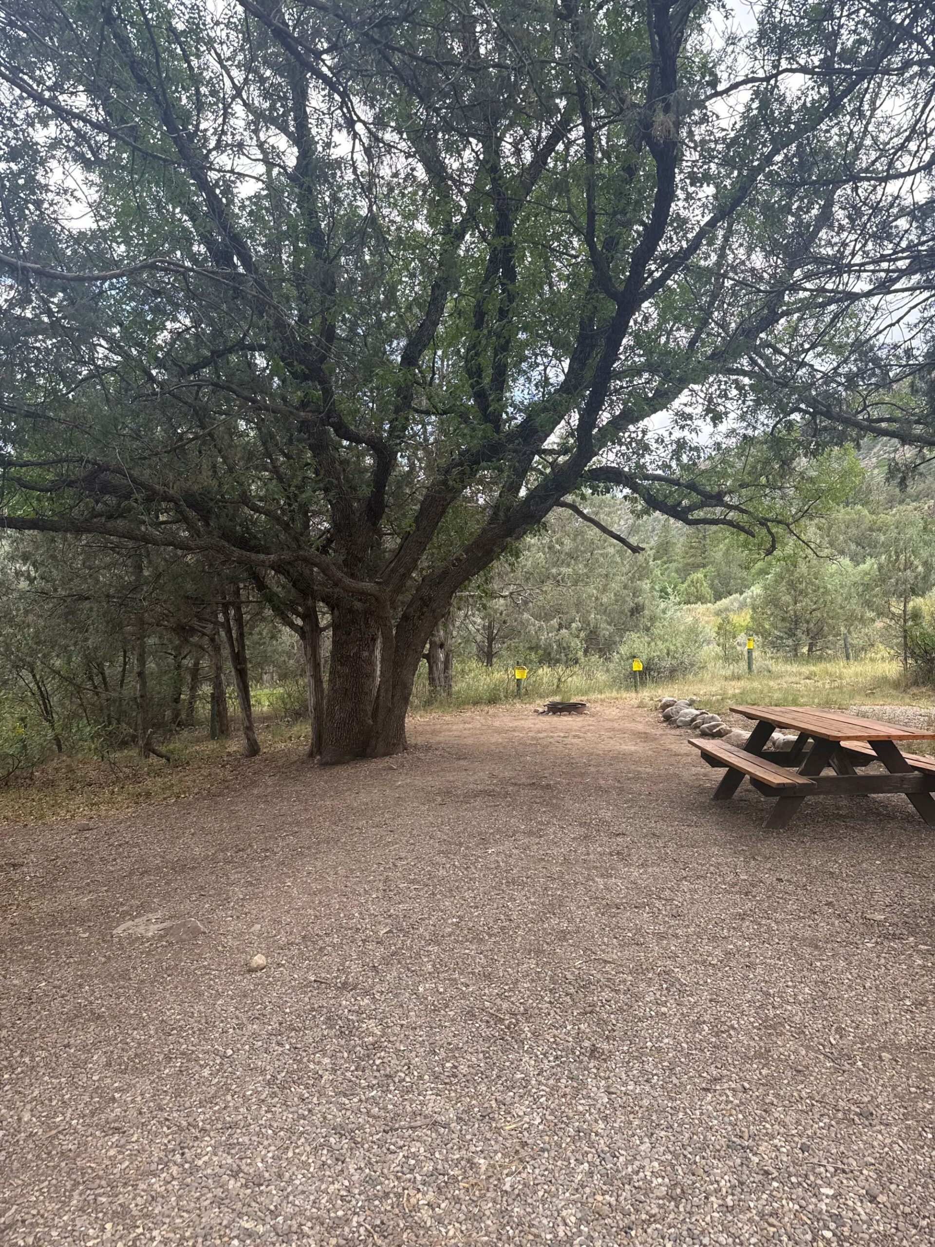A large tree stands in a gravel clearing near a wooden picnic table, surrounded by green foliage and forested area under a cloudy sky.