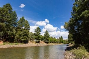 A clear, shallow river flows between rocky banks and tall green pine trees under a bright blue sky with scattered white clouds.